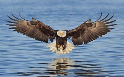 Flying-eagle1 Flying-eagle1