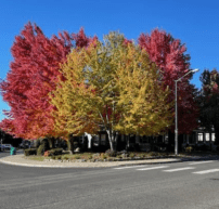 Fall Colors 2